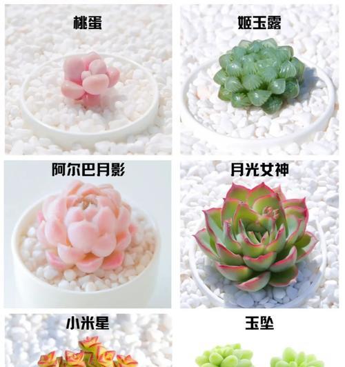 多肉怎么繁殖？多肉植物繁殖的简单方法和技巧有哪些？