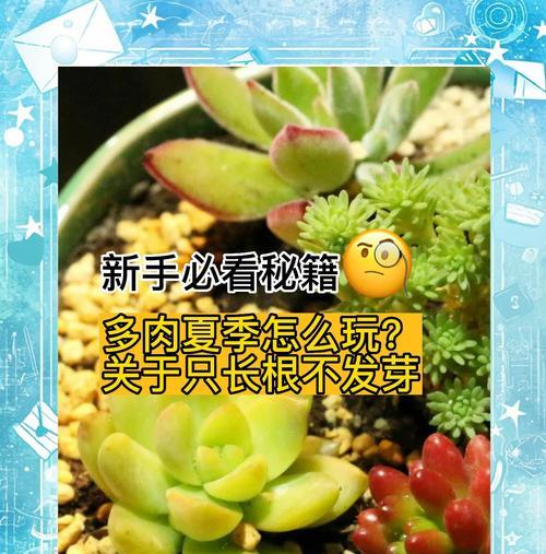 多肉怎么繁殖？多肉植物繁殖的简单方法和技巧有哪些？