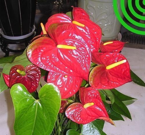 火鹤不开花可能的原因是什么？