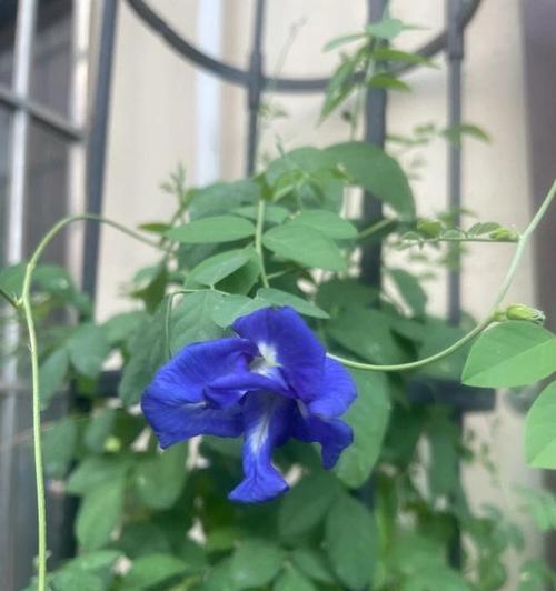 蓝蝴蝶花的养殖方法是什么？如何保持其鲜艳的色彩？