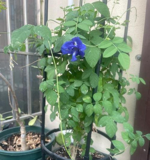 蓝蝴蝶花的养殖方法是什么？如何保持其鲜艳的色彩？