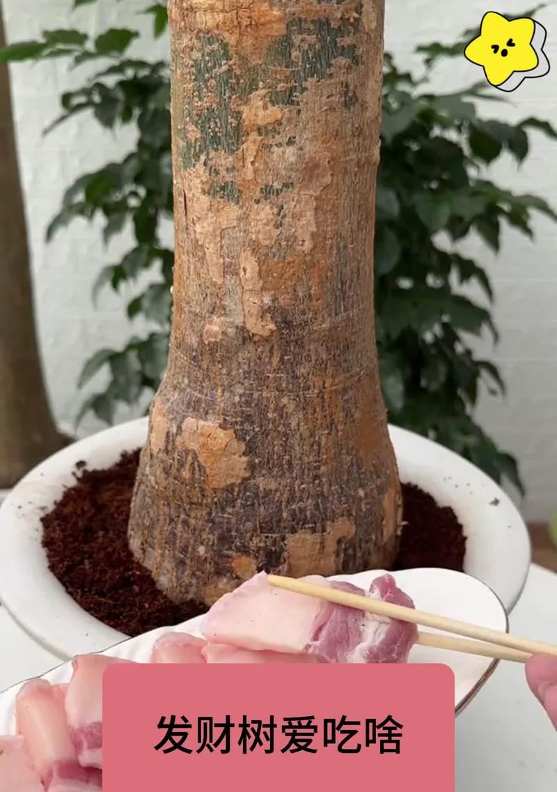 发财树皮烂了怎么办？如何处理发财树的烂皮问题？