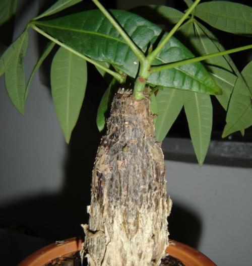 发财树皮烂了怎么办？如何处理发财树的烂皮问题？