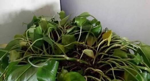 花草枯萎的原因有哪些？如何挽救枯萎的植物？