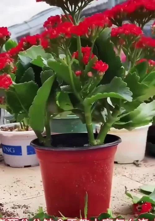 冷水花怎么浇水？正确的浇水频率和量是多少？