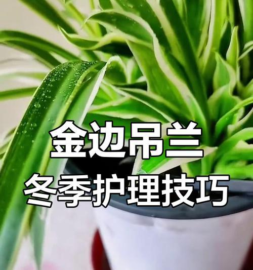 吊兰冬季养护需要注意什么？