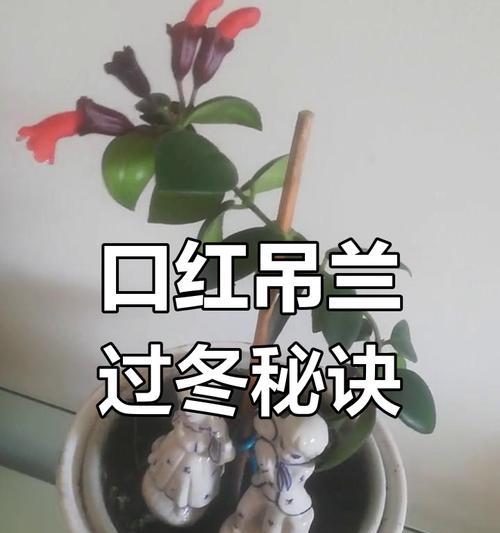 吊兰冬季养护需要注意什么？