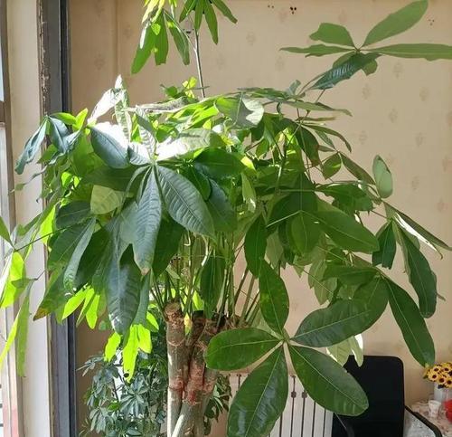 家庭适合养哪些绿叶植物？绿叶植物对健康有何好处？
