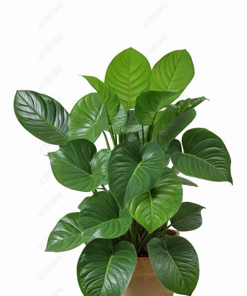 家庭适合养哪些绿叶植物？绿叶植物对健康有何好处？
