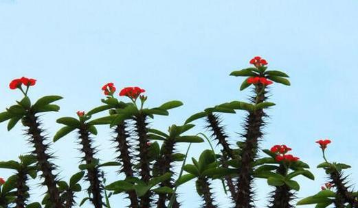 养龙骨花有哪些禁忌？哪些人群不宜养龙骨花？