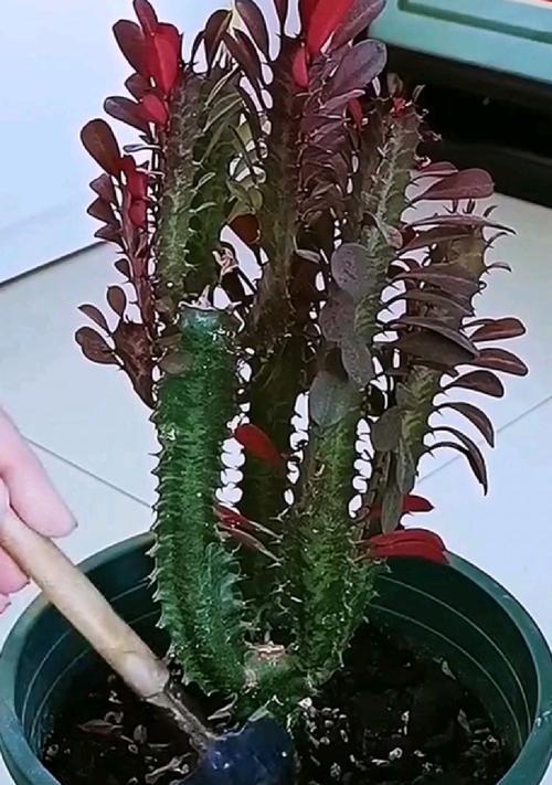 养龙骨花有哪些禁忌？哪些人群不宜养龙骨花？