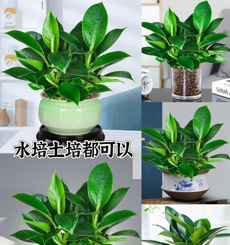 金钻的养殖方法是什么？如何保持其旺盛生长？