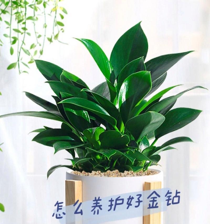 金钻的养殖方法是什么？如何保持其旺盛生长？