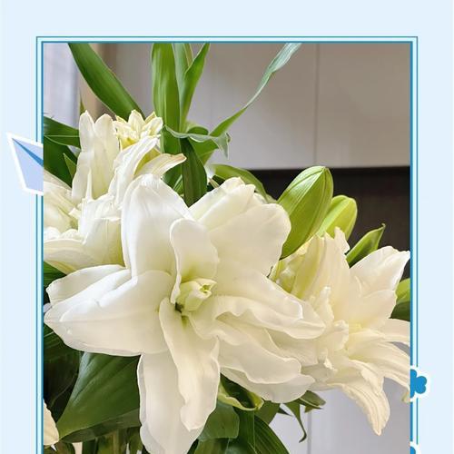 百合花凋谢后如何继续养护？