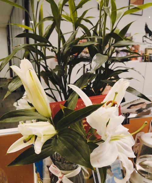 百合花凋谢后如何继续养护？