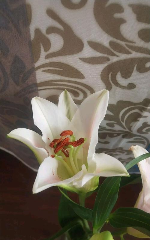 百合花凋谢后如何处理？有哪些后续养护要点？
