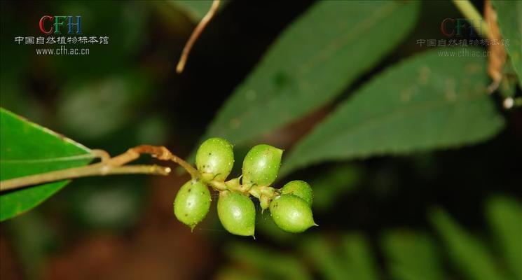 荨麻科植物有哪些？荨麻科植物的特点是什么？