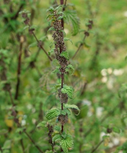荨麻科植物有哪些？荨麻科植物的特点是什么？