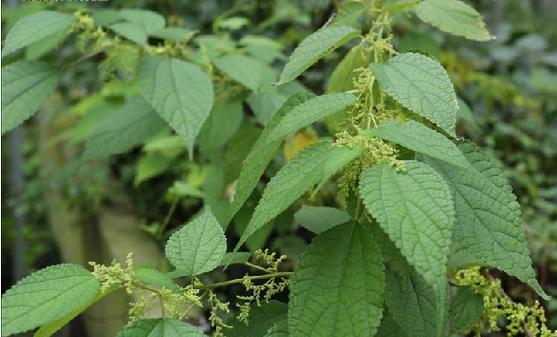荨麻科植物有哪些？荨麻科植物的特点是什么？