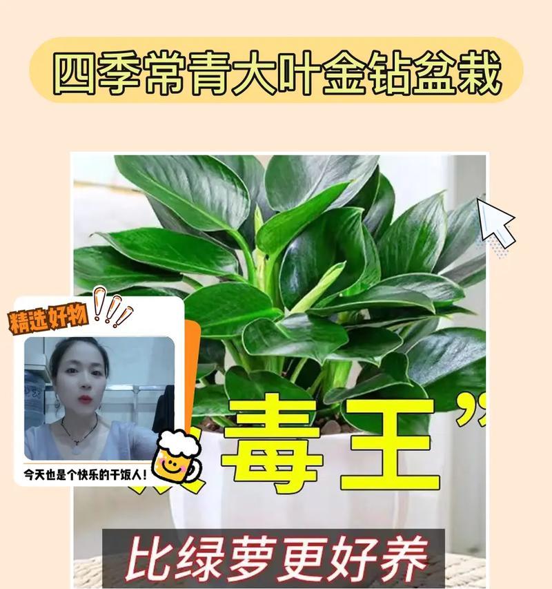 花卉金钻的养殖技巧有哪些？花卉金钻如何保持健康？