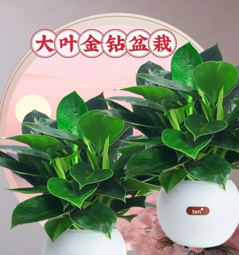 花卉金钻的养殖技巧有哪些？花卉金钻如何保持健康？