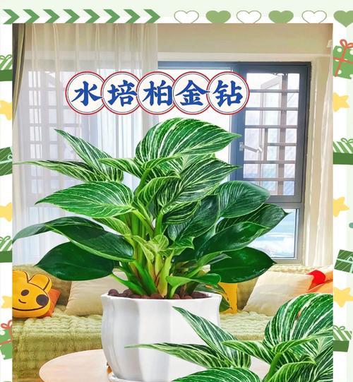 花卉金钻的养殖技巧有哪些？花卉金钻如何保持健康？