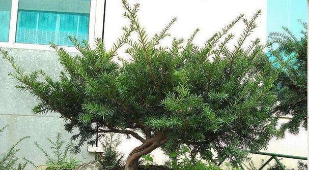 复活草的养护要点有哪些？如何使其快速恢复生机？