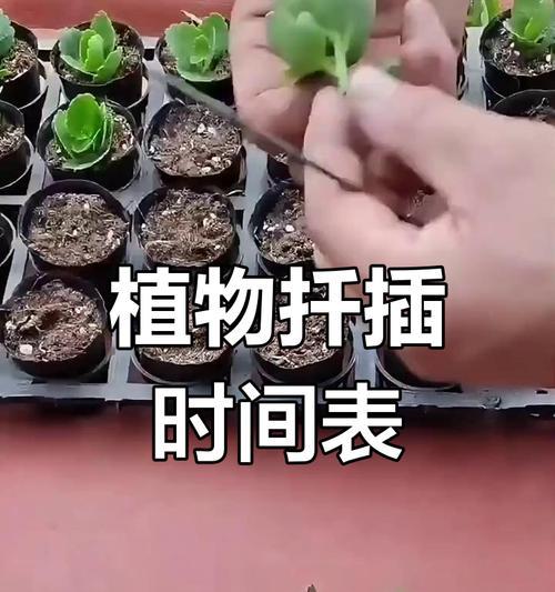 多肉植物扦插的最佳时机是什么时候？扦插过程中应该注意什么？