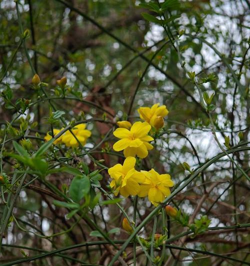 迎春花的特征是什么？如何区分迎春花和其他植物？
