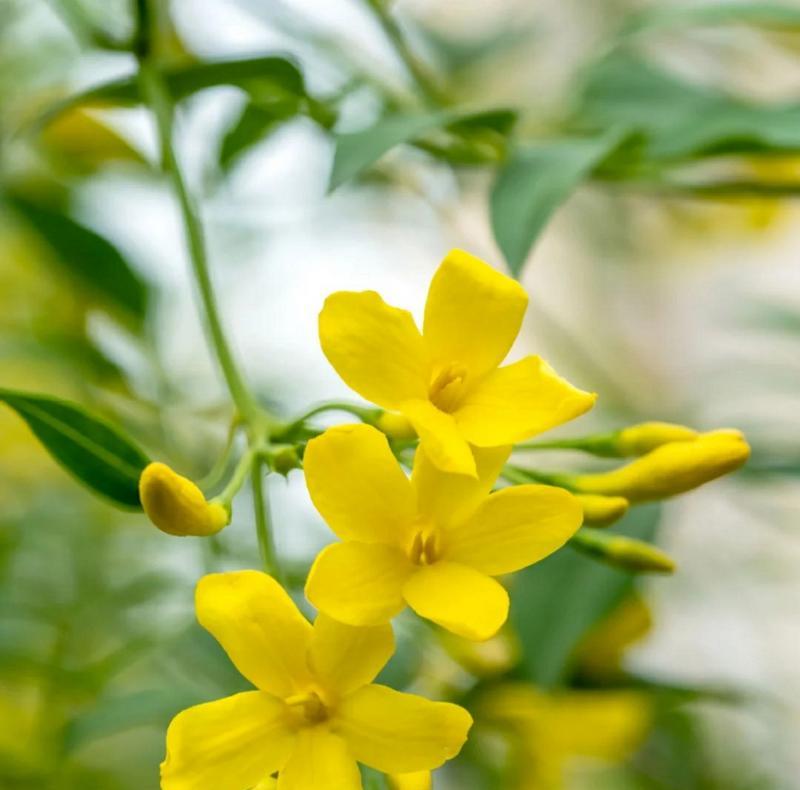 迎春花的特征是什么？如何区分迎春花和其他植物？