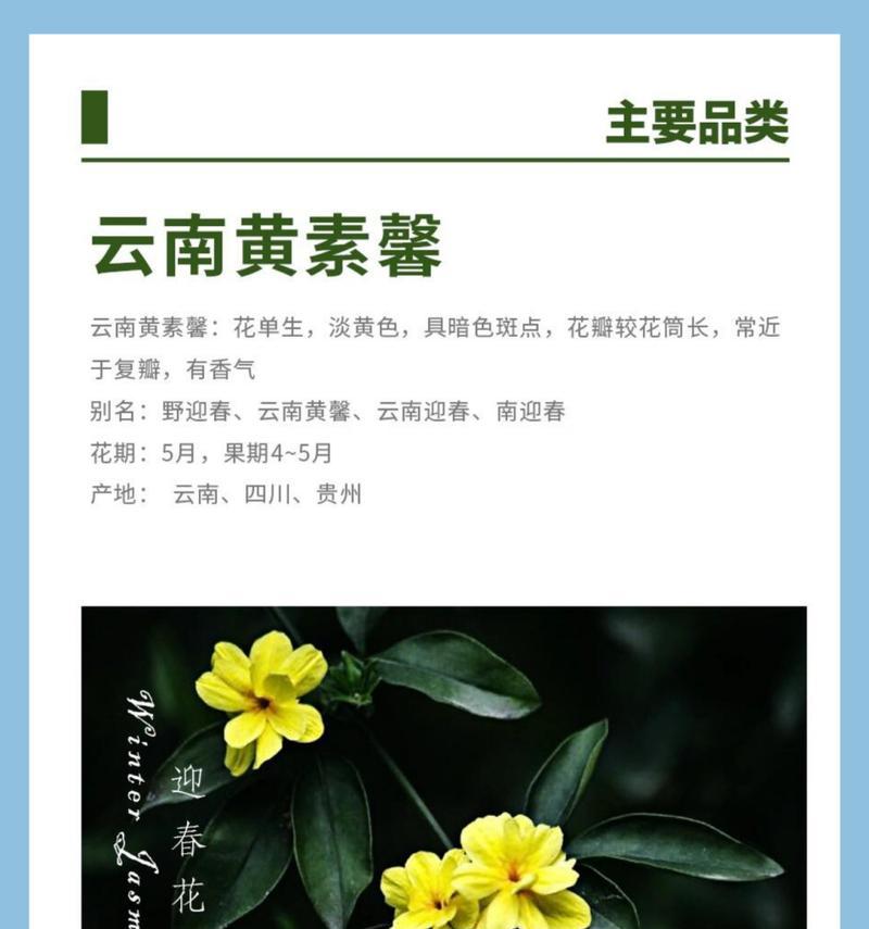迎春花的特征是什么？如何区分迎春花和其他植物？