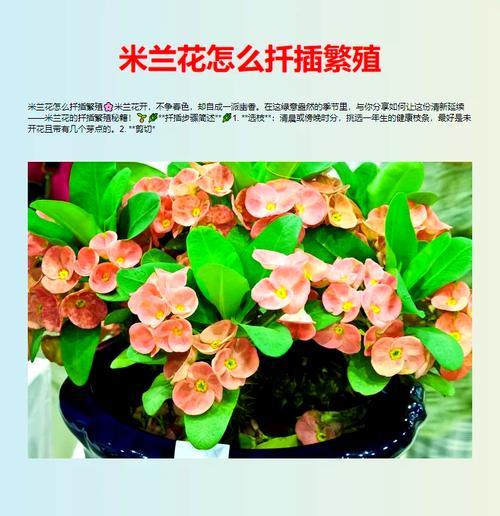 米兰花虫害如何防治？