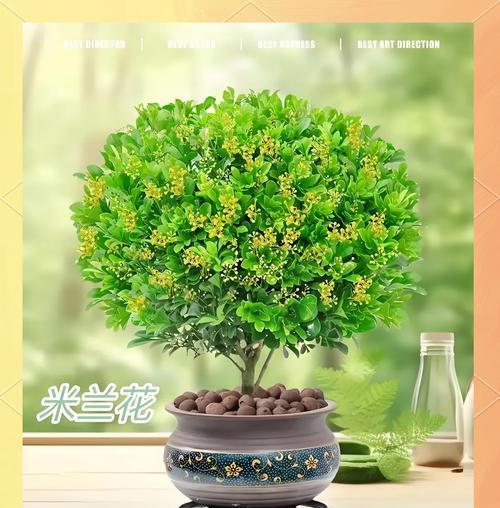 米兰花虫害如何防治？