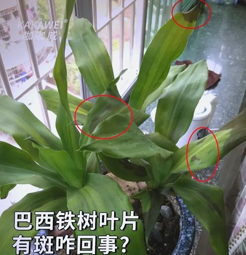 铁树新叶子干枯的原因是什么？如何处理铁树新叶子干枯问题？
