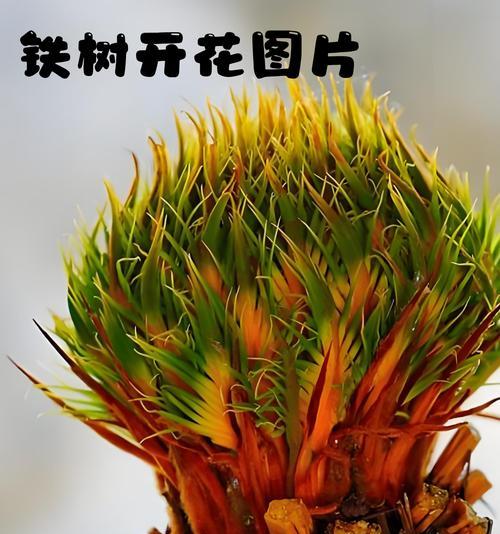 铁树新叶子干枯的原因是什么？如何处理铁树新叶子干枯问题？