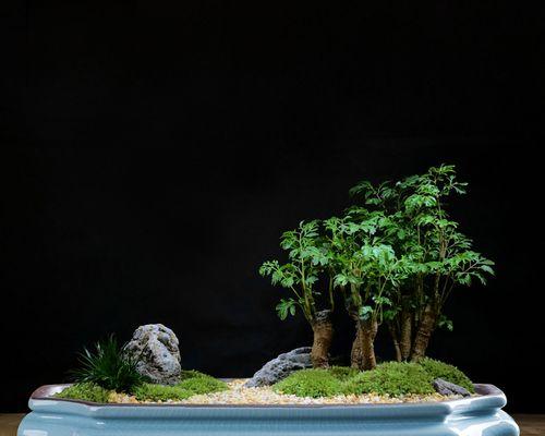 陶瓷花盆适合种植哪些盆景树木？它们的养护要点是什么？