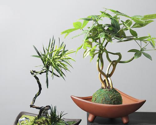 陶瓷花盆适合种植哪些盆景树木？它们的养护要点是什么？