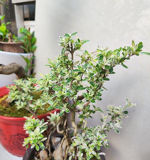 陶瓷花盆适合种植哪些盆景树木？它们的养护要点是什么？