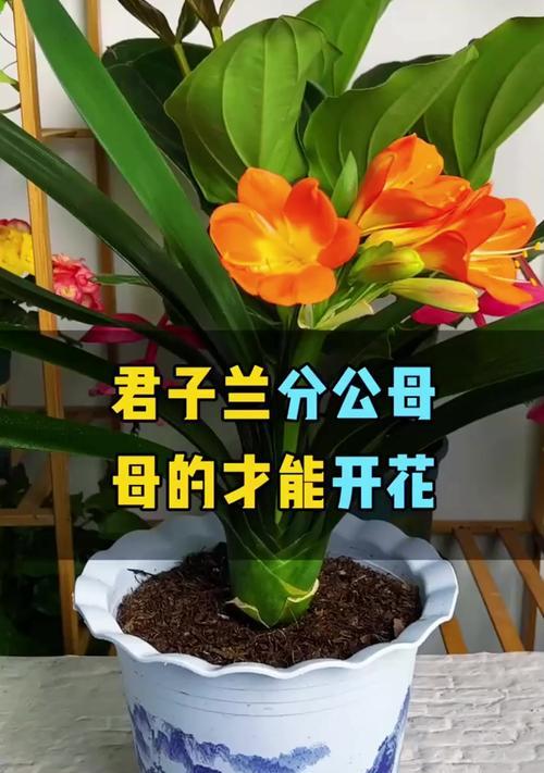 君子兰的养殖技巧和注意事项有哪些？