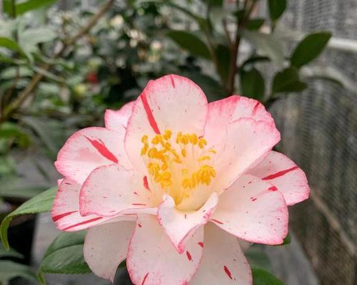 山茶花长什么样？如何区分不同品种？