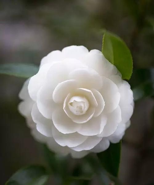 山茶花长什么样？如何区分不同品种？