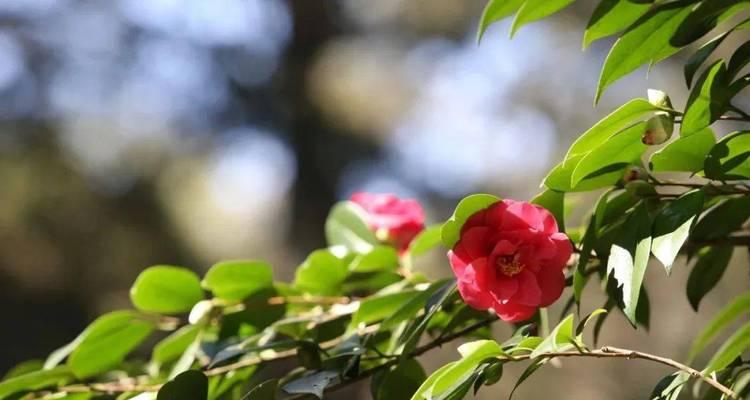 昆明市的市花是什么？