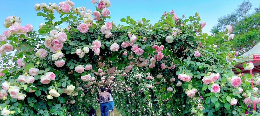 昆明市的市花是什么？