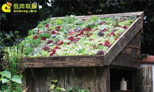 屋顶适合种植哪些植物？如何进行屋顶绿化？
