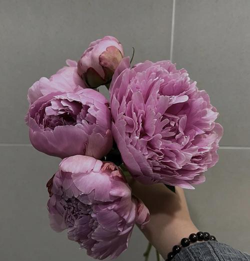 芍药的开花时间是什么时候？如何促进芍药按时开花？