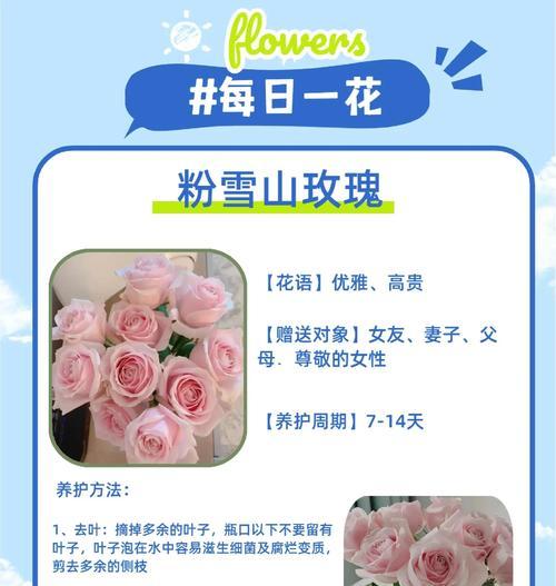 玫瑰花的养护技巧有哪些？