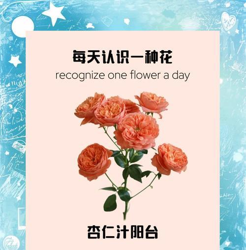 玫瑰花的养护技巧有哪些？