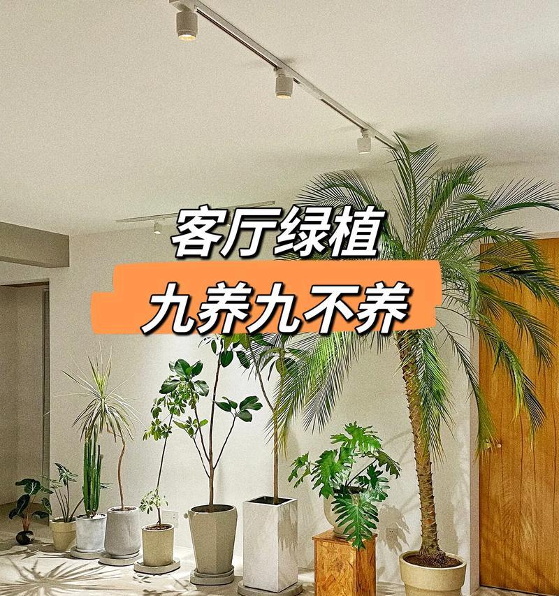 幸福树摆放位置有何讲究？客厅摆放幸福树的好处？
