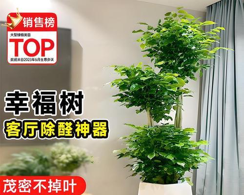 幸福树摆放位置有何讲究？客厅摆放幸福树的好处？