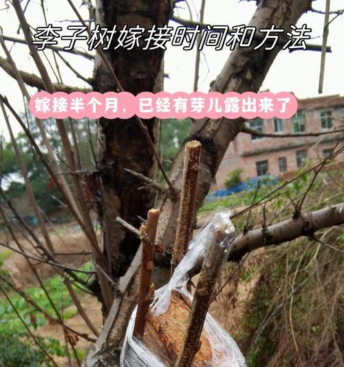 月季树嫁接的最佳时期是什么时候？有哪些技巧？